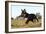 Border Collie 10-Bob Langrish-Framed Photographic Print