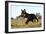 Border Collie 10-Bob Langrish-Framed Photographic Print