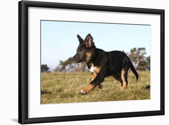 Border Collie 10-Bob Langrish-Framed Photographic Print