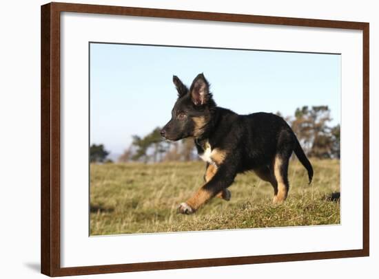 Border Collie 10-Bob Langrish-Framed Photographic Print