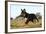 Border Collie 10-Bob Langrish-Framed Photographic Print