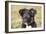 Border Collie 11-Bob Langrish-Framed Photographic Print