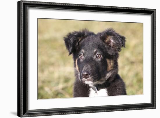 Border Collie 11-Bob Langrish-Framed Photographic Print