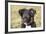 Border Collie 11-Bob Langrish-Framed Photographic Print