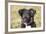 Border Collie 11-Bob Langrish-Framed Photographic Print