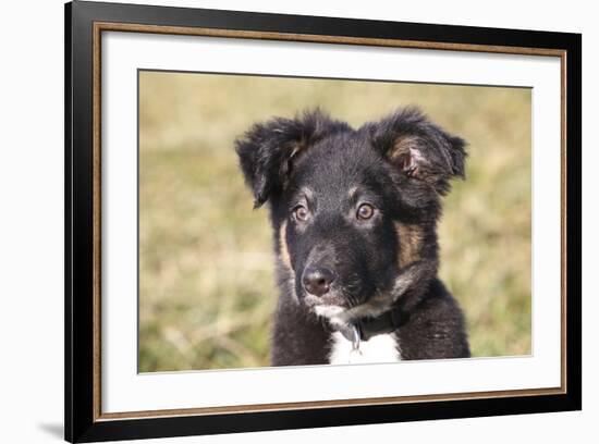 Border Collie 11-Bob Langrish-Framed Photographic Print