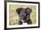 Border Collie 11-Bob Langrish-Framed Photographic Print