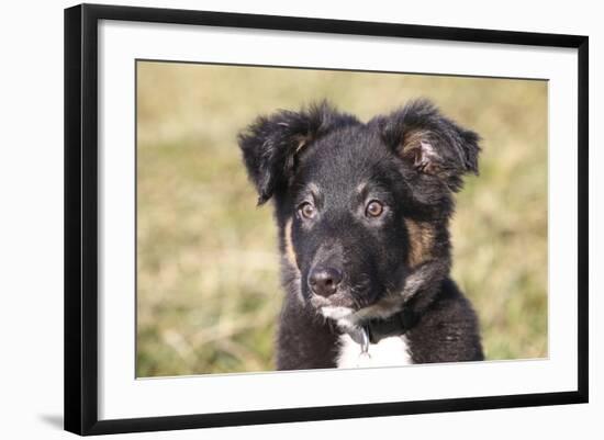 Border Collie 11-Bob Langrish-Framed Photographic Print