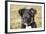 Border Collie 11-Bob Langrish-Framed Photographic Print