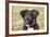 Border Collie 11-Bob Langrish-Framed Photographic Print