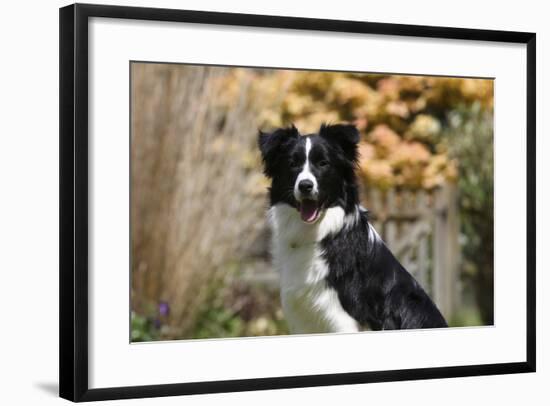 Border Collie 18-Bob Langrish-Framed Photographic Print