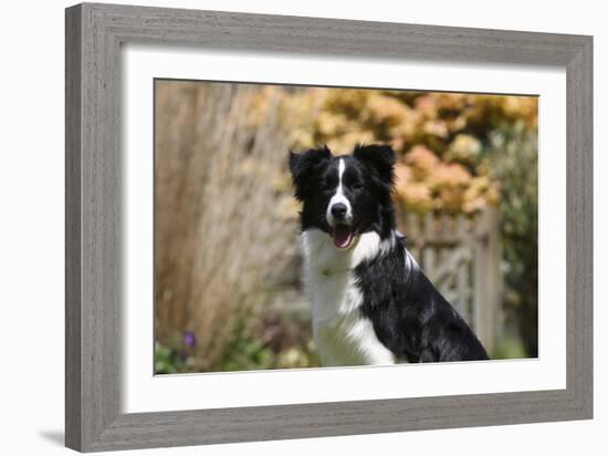 Border Collie 18-Bob Langrish-Framed Photographic Print