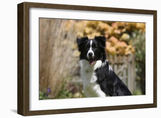 Border Collie 18-Bob Langrish-Framed Photographic Print