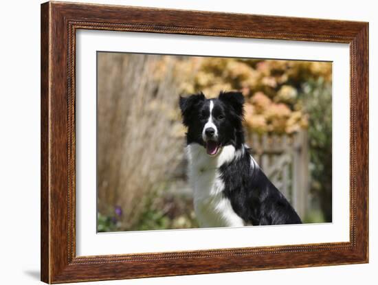 Border Collie 18-Bob Langrish-Framed Photographic Print