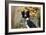 Border Collie 18-Bob Langrish-Framed Photographic Print