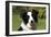 Border Collie 28-Bob Langrish-Framed Photographic Print