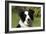 Border Collie 28-Bob Langrish-Framed Photographic Print