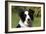 Border Collie 28-Bob Langrish-Framed Photographic Print