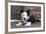 Border Collie 35-Bob Langrish-Framed Photographic Print