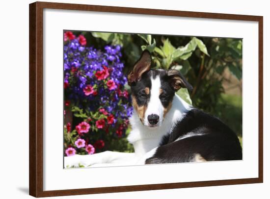 Border Collie 40-Bob Langrish-Framed Photographic Print