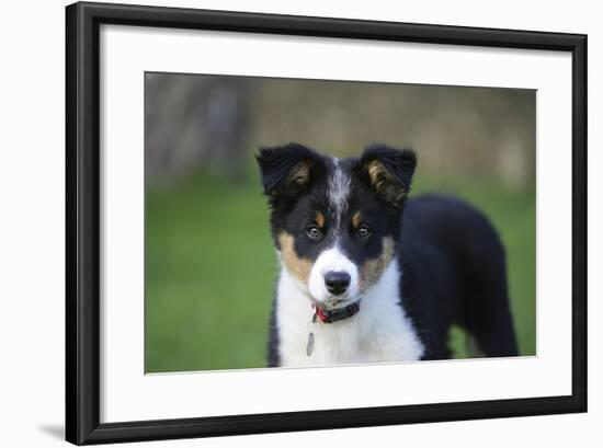 Border Collie 43-Bob Langrish-Framed Photographic Print