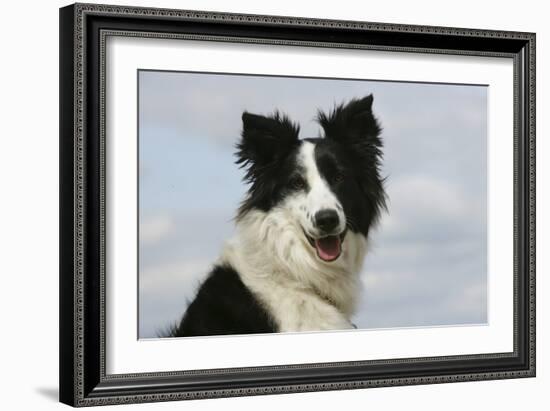 Border Collie 46-Bob Langrish-Framed Photographic Print