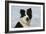 Border Collie 46-Bob Langrish-Framed Photographic Print