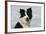 Border Collie 46-Bob Langrish-Framed Photographic Print