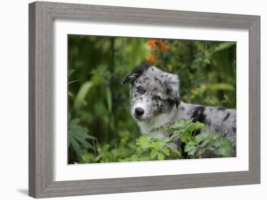 Border Collie 50-Bob Langrish-Framed Photographic Print