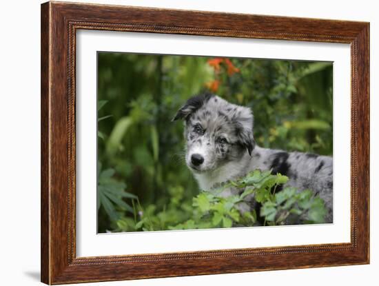 Border Collie 50-Bob Langrish-Framed Photographic Print