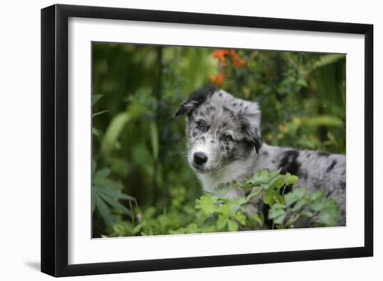 Border Collie 50-Bob Langrish-Framed Photographic Print