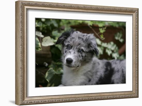 Border Collie 51-Bob Langrish-Framed Photographic Print