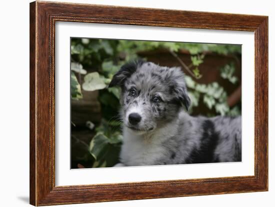 Border Collie 51-Bob Langrish-Framed Photographic Print