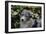 Border Collie 51-Bob Langrish-Framed Photographic Print