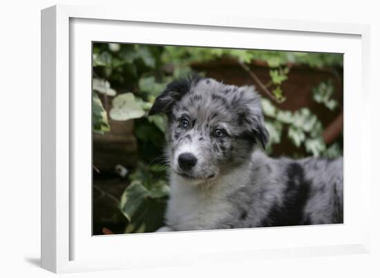 Border Collie 51-Bob Langrish-Framed Photographic Print