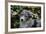 Border Collie 51-Bob Langrish-Framed Photographic Print