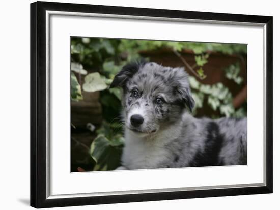 Border Collie 51-Bob Langrish-Framed Photographic Print