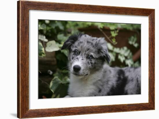 Border Collie 51-Bob Langrish-Framed Photographic Print