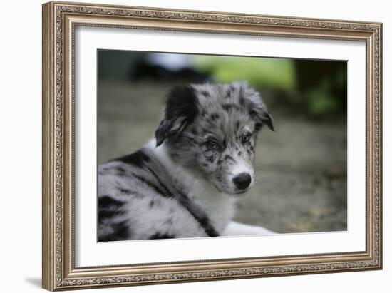 Border Collie 52-Bob Langrish-Framed Photographic Print