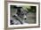 Border Collie 52-Bob Langrish-Framed Photographic Print