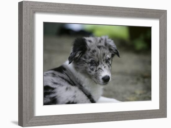 Border Collie 52-Bob Langrish-Framed Photographic Print