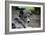 Border Collie 52-Bob Langrish-Framed Photographic Print