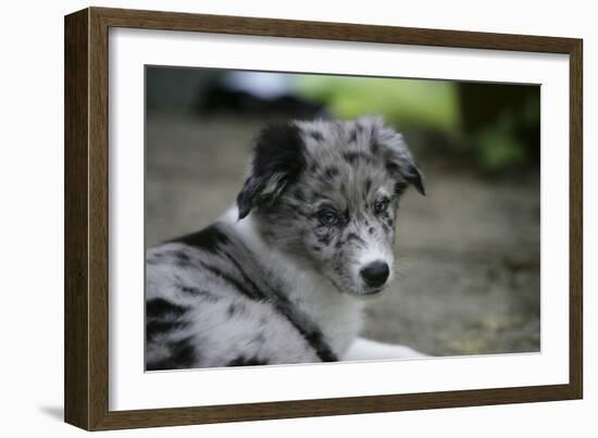 Border Collie 52-Bob Langrish-Framed Photographic Print