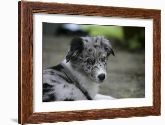 Border Collie 52-Bob Langrish-Framed Photographic Print