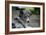 Border Collie 52-Bob Langrish-Framed Photographic Print