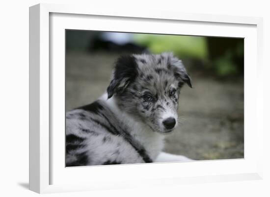 Border Collie 52-Bob Langrish-Framed Photographic Print