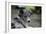 Border Collie 52-Bob Langrish-Framed Photographic Print