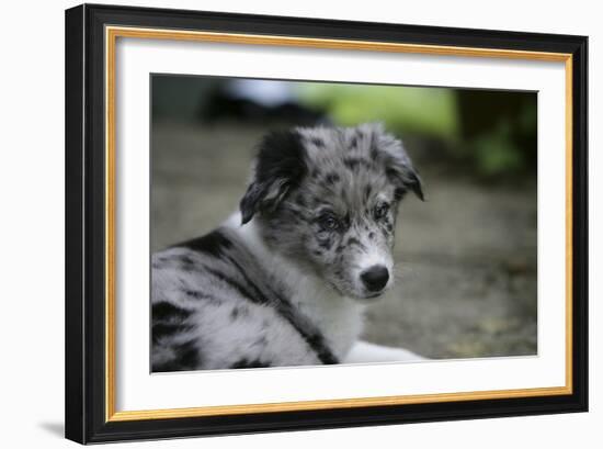 Border Collie 52-Bob Langrish-Framed Photographic Print