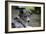 Border Collie 52-Bob Langrish-Framed Photographic Print