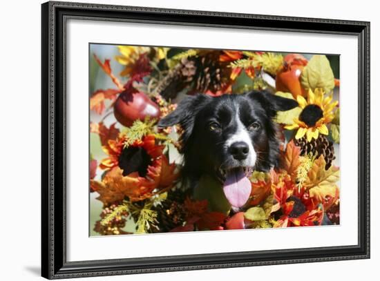 Border Collie 57-Bob Langrish-Framed Photographic Print